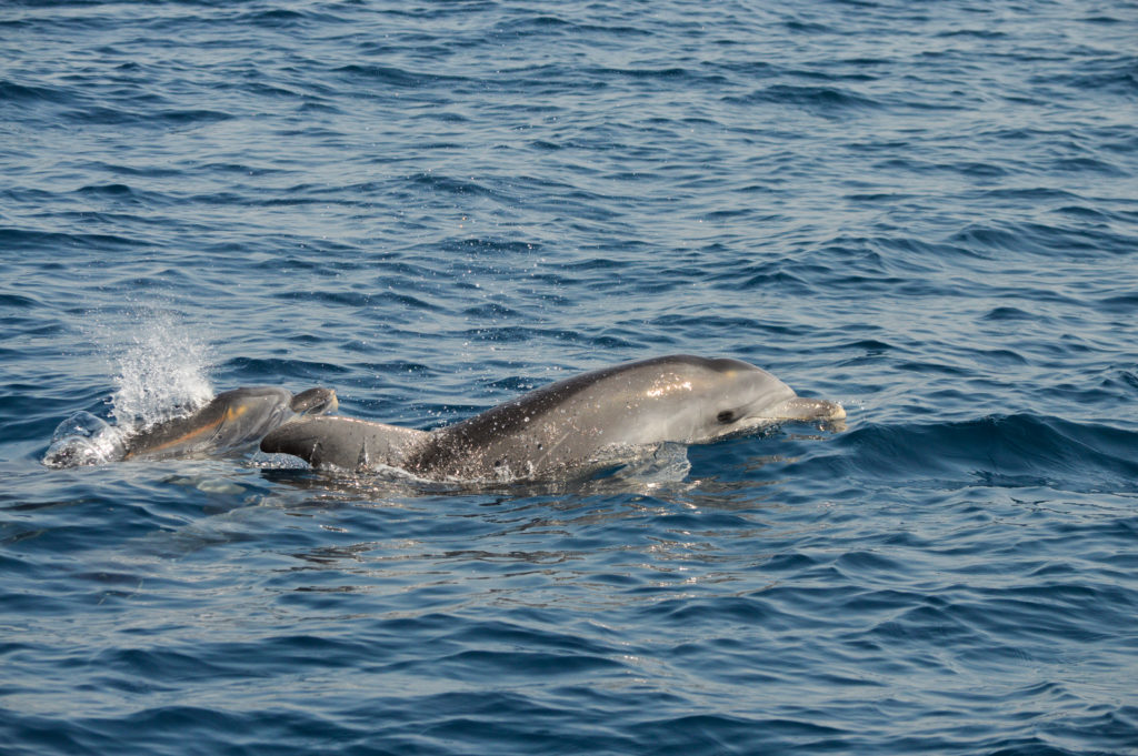 10. Tursiops truncatus, specie costiera del Golfo di Taranto