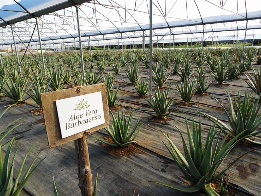 32) LA CITTÀ DELL’ALOE