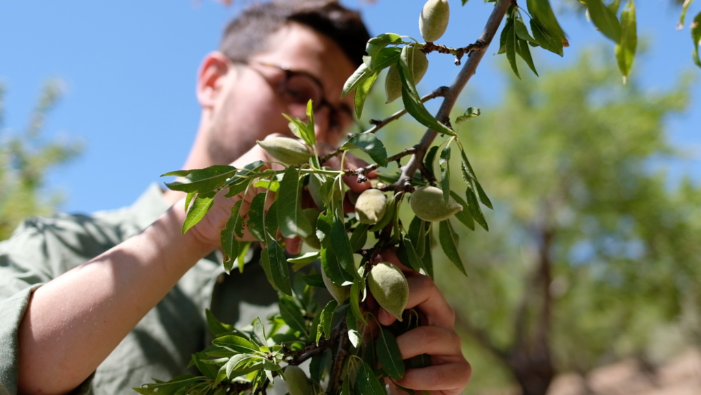 Almonds harvest.credit Boniviri