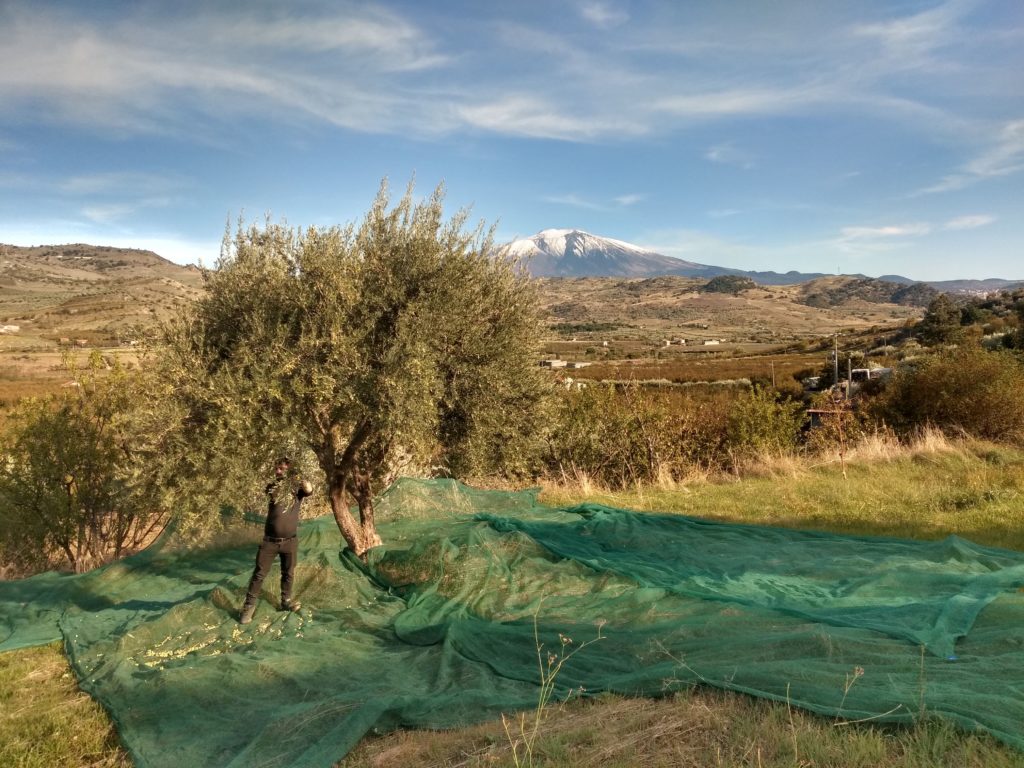 credit_Boniviri_harvest